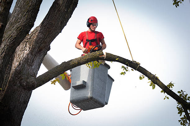 Trusted Northport, NY Tree Care Services Experts